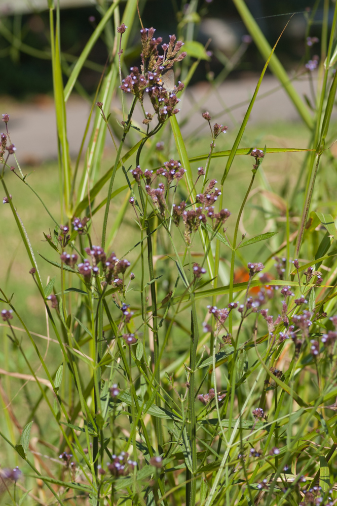 Blue Vervain