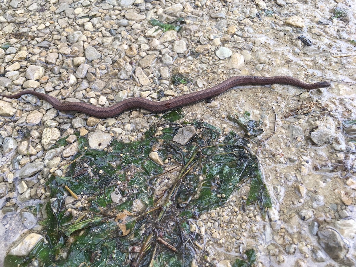 Redbelly snake