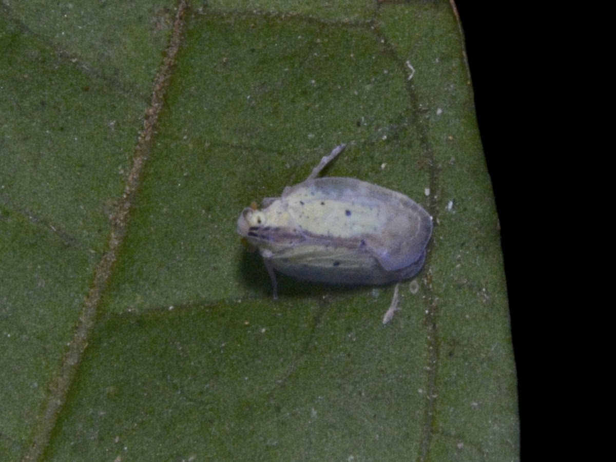 Plantid Planthopper