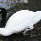 Black-necked Swan