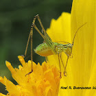 Katydid (nymph)