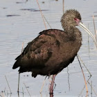 White-faced Ibis