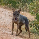 Golden Jackal, golden-backed jackal