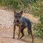 Golden Jackal, golden-backed jackal