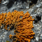 Elegant Sunburst Lichen