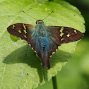 Longtail Skipper