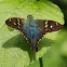 Longtail Skipper