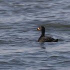 Black Scoter