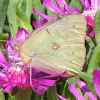 Orange Sulphur Butterfly