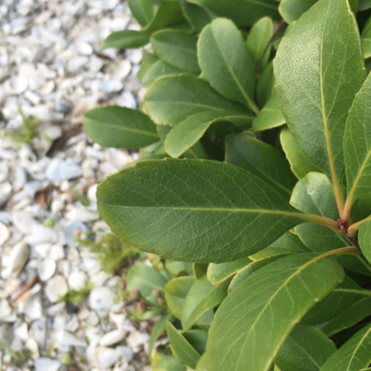 Indian Hawthorn