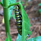 Monarch caterpiller