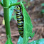 Monarch caterpiller