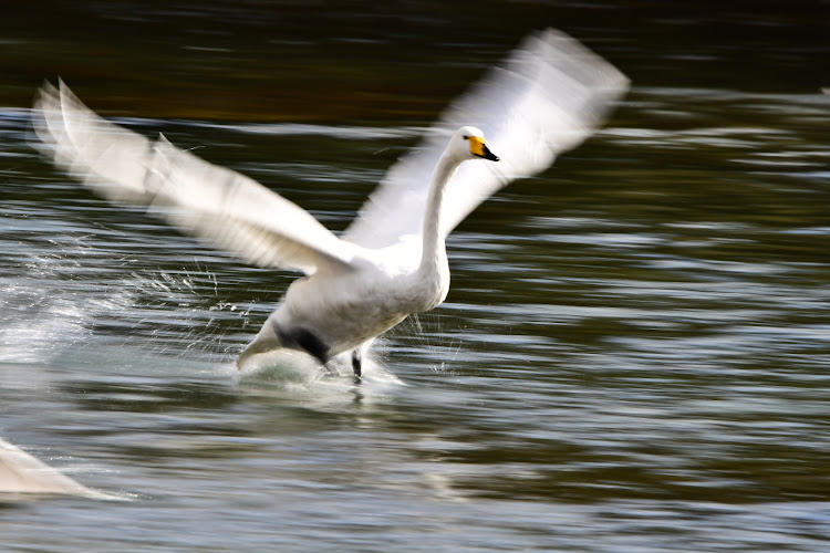 フィットの一眼レフ初心者・APS-Cで頑張る・下田白鳥の郷公苑・流し撮り練習・写真って難しいなぁ…。に関するカスタム事例の投稿画像8枚目