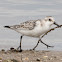 Sanderling