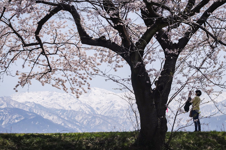 カローラスポーツの桜・北陸の春・観光スポット巡りに関するカスタム事例の投稿画像11枚目