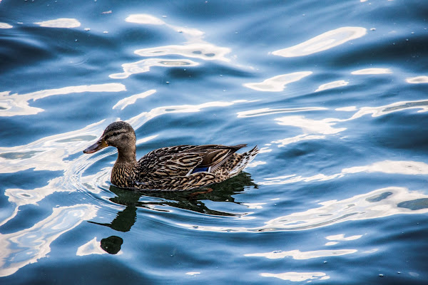 Reflected in the blue di Ph. Flavio Catelani