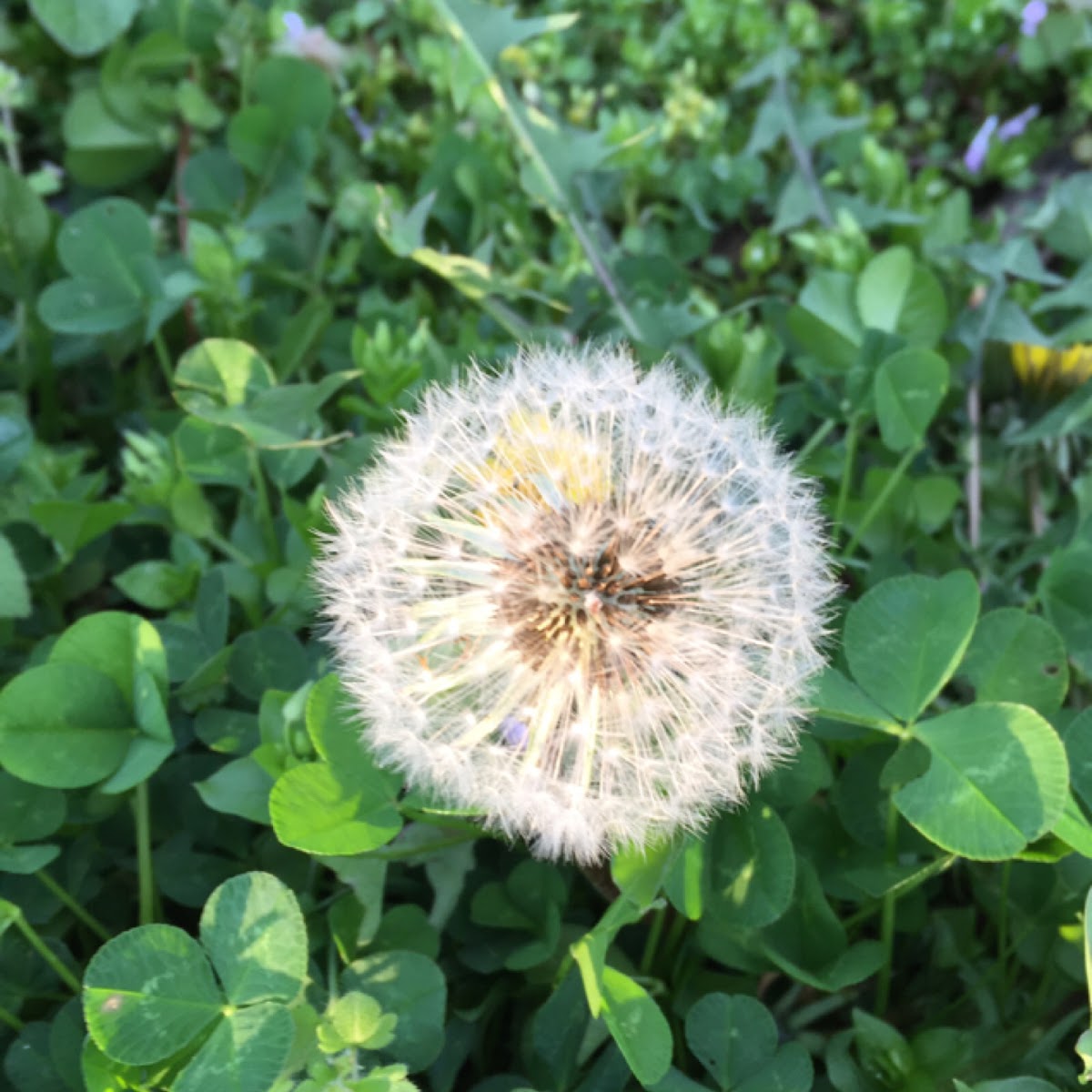 Dandelion