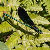 Beautiful Demoiselle