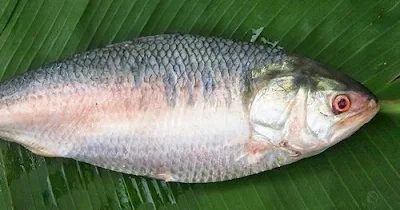 Hilsa Fish - Cleaned & Whole - 500 g