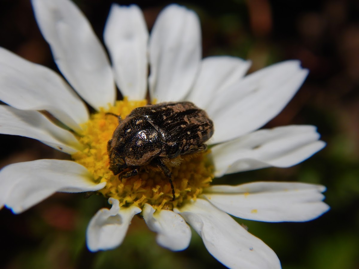 White-spotted Rose Beetle