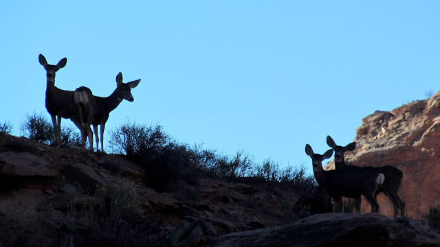 Four deer