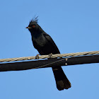 Phainopepla