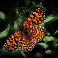 Melitaea didyma di 