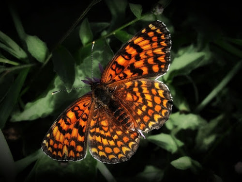 Melitaea didyma di www.fioregiallophoto.it