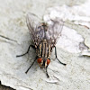 Flesh fly