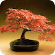 Download Bonsai Ideas For PC Windows and Mac 1.1