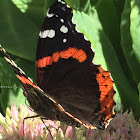 Red Admiral