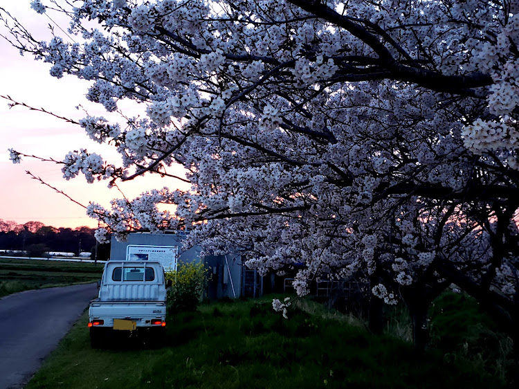 ちゃーあるさんが投稿した桜とコラボ・桜・サクラと愛車・とりあえず元気です・桜が満開🌸に関するカスタム事例の投稿画像1枚目