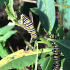 Monarch butterfly (larvae / caterpillar)