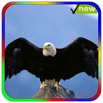 Cover Image of Unduh Eagle Wallpaper 1.0 APK