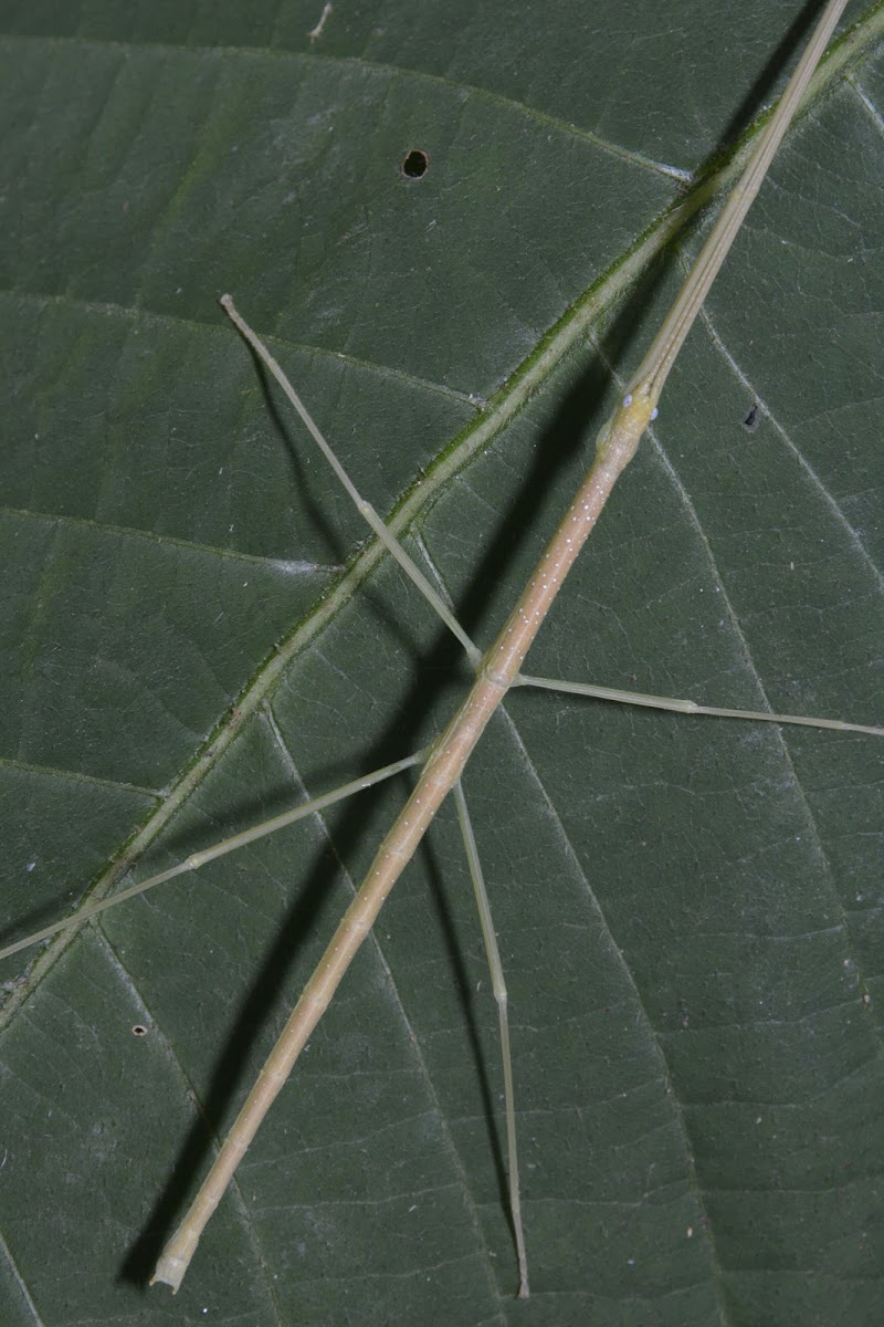 Stick Insect, Phasmid