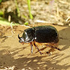 Southern Australian Rhinoceros beetle