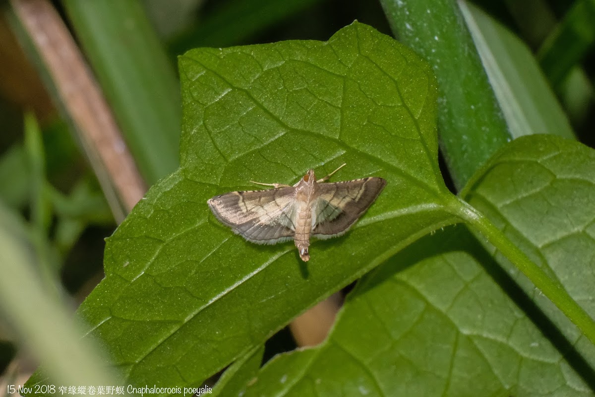 Cnaphalocrocis poeyalis 窄緣縱卷葉野螟