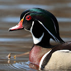 Wood Duck (Male)