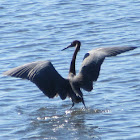 Reddish Egret