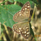 Speckled Wood Butterfly