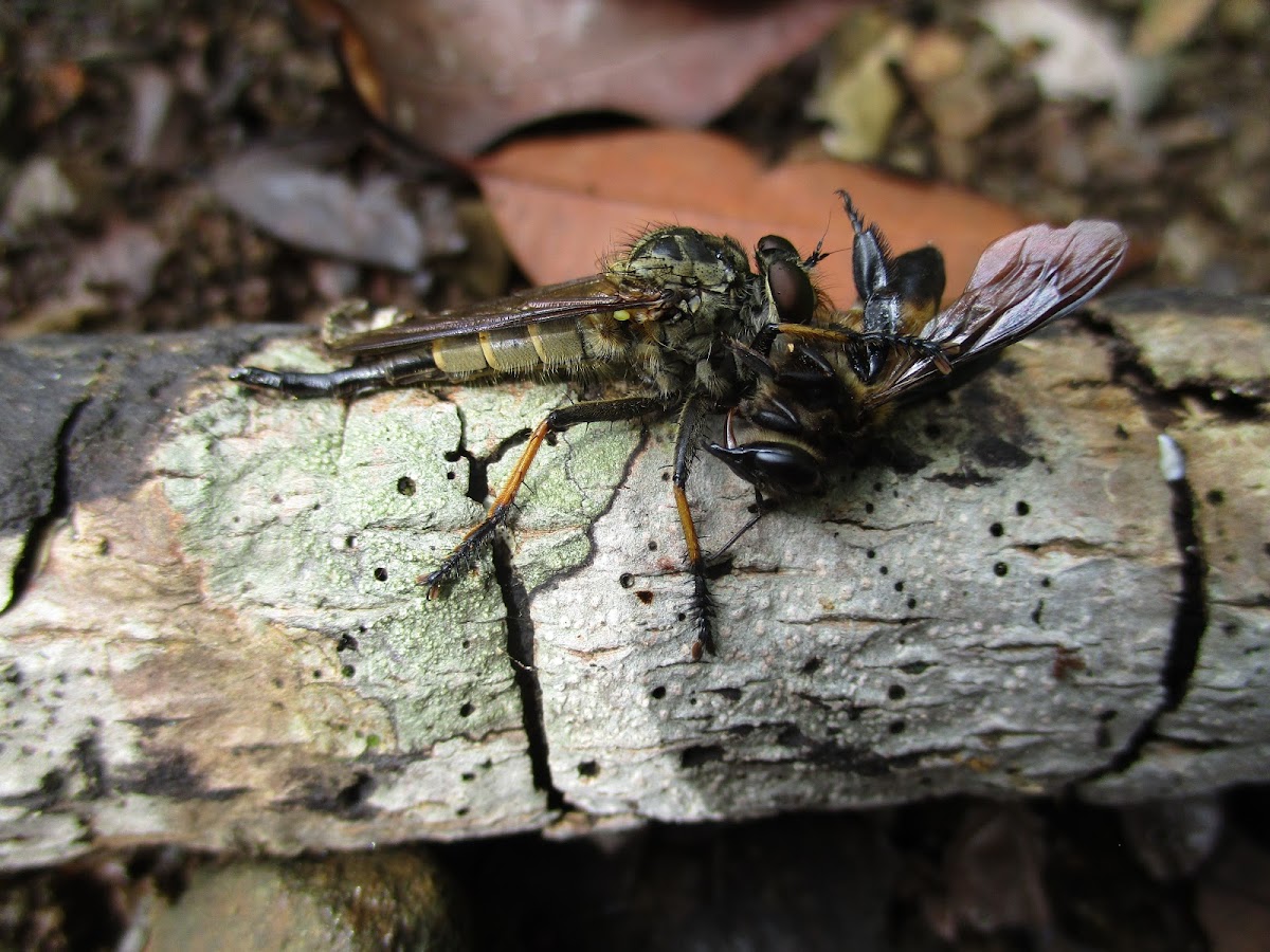 Robber fly