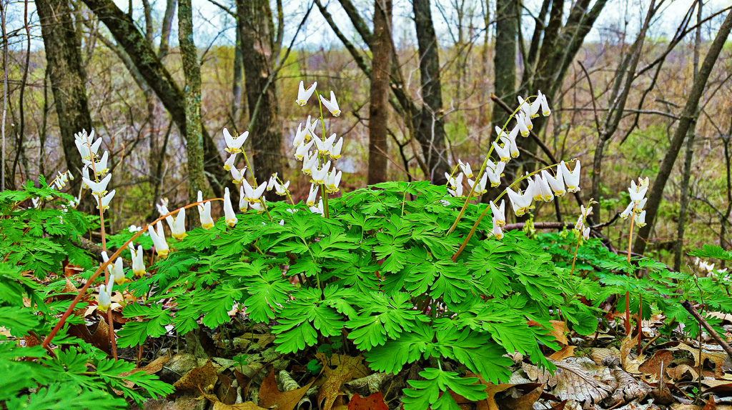 Dutchman's Breeches