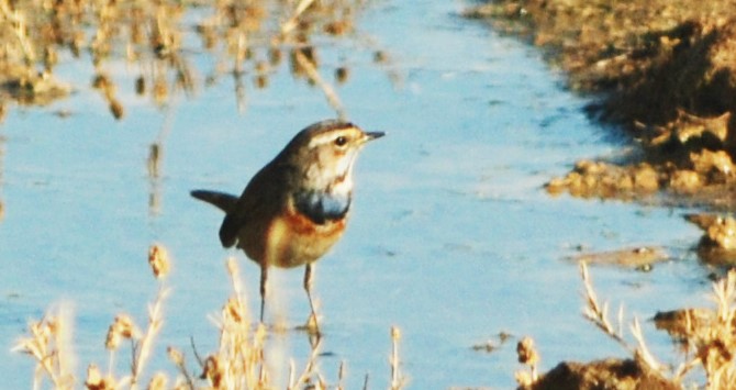 Bluethroat