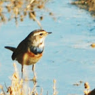 Bluethroat