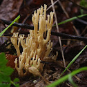 Crown-tipped coral fungus