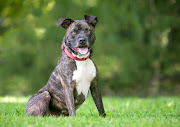 Two of the dogs were Staffie-pit bull crosses while the breed of the third is unclear. Stock image