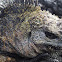 Marine Iguana