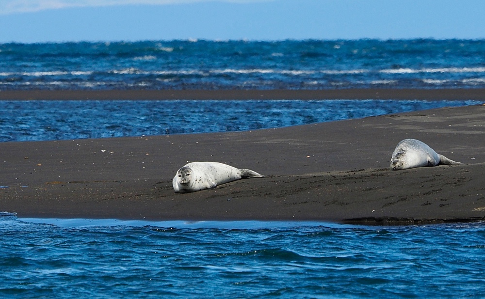 Foca común (Harbor seal)