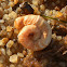 Worm snail shells