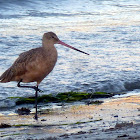 Marbled godwit